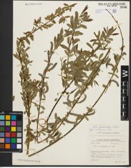 Foto von Salix pycnostachya Andersson
